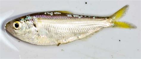 Freshwater Baitfish .